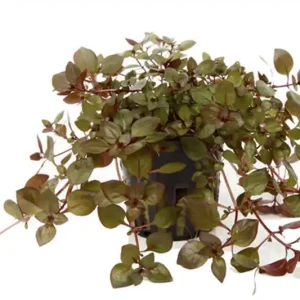 Letzte Chance Sumpf-Heusenkraut, Ludwigia palustris, im Topf