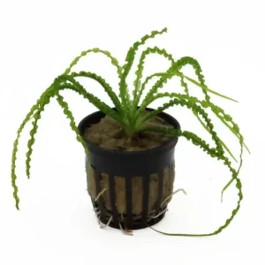 Dauerwellen-Hakenlilie, Crinum calamistratum, Knolle Online Kaufen