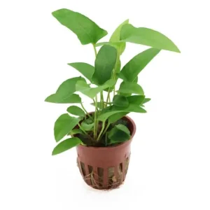 Efeublättriges Speerblatt, Anubias gracilis, im Topf Schneller Versand