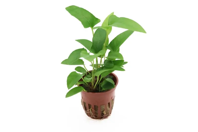 Efeublättriges Speerblatt, Anubias gracilis, im Topf Schneller Versand