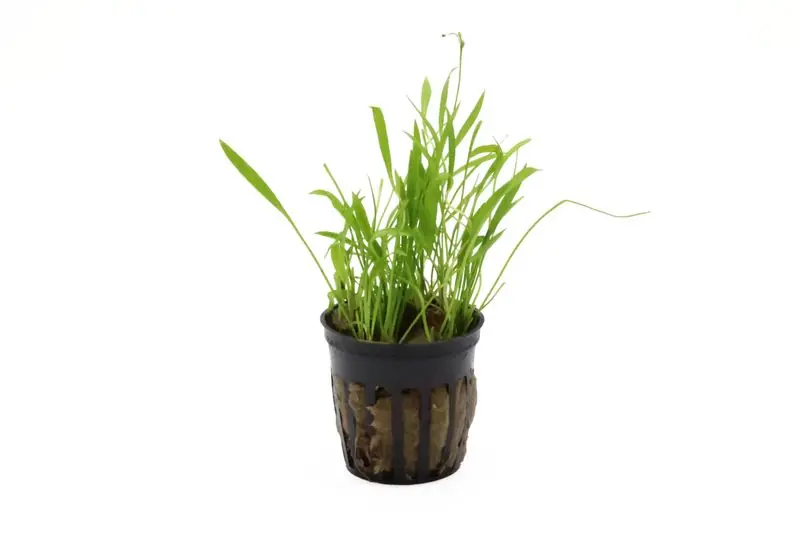 Preisreduziert Grasartige Zwergschwertpflanze, Helanthium tenellum "Green", im Topf
