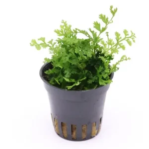 Mini-Bolbitis, Bolbitis heteroclita "difformis", im Topf (Ausgelistet) Highlight