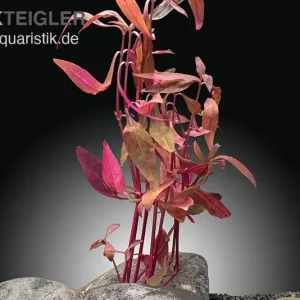 Sitzendes Papageienblatt, Alternanthera sessilis (Terrariumpflanze), im Topf Mega-Angebot