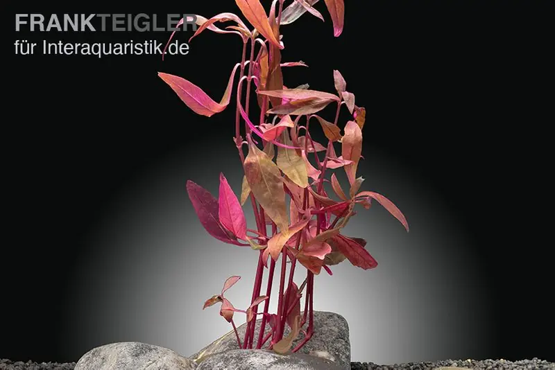 Sitzendes Papageienblatt, Alternanthera sessilis (Terrariumpflanze), im Topf Mega-Angebot