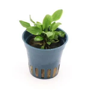 Hobbit-Wasserkelch, Cryptocoryne lutea "Hobbit", im Topf Abverkauf