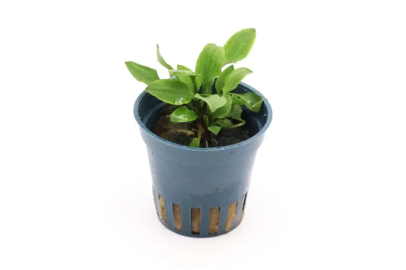 Hobbit-Wasserkelch, Cryptocoryne lutea "Hobbit", im Topf Abverkauf