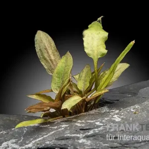 Legros Wasserkelch, Cryptocoryne walkeri var. legroi, im Topf (Ausgelistet) Günstig
