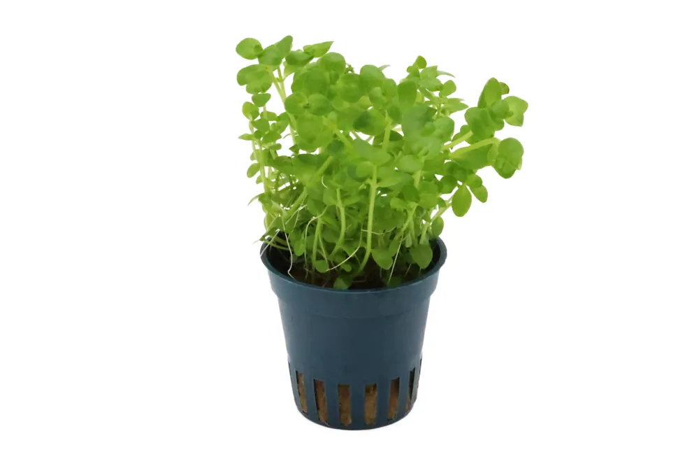 Südliches Fettblatt, Bacopa australis, im Topf Highlight