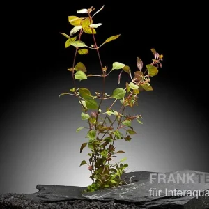Kleine tiefrote Ludwigie, Ludwigia sp. "Super Red", im Topf Schneller Versand