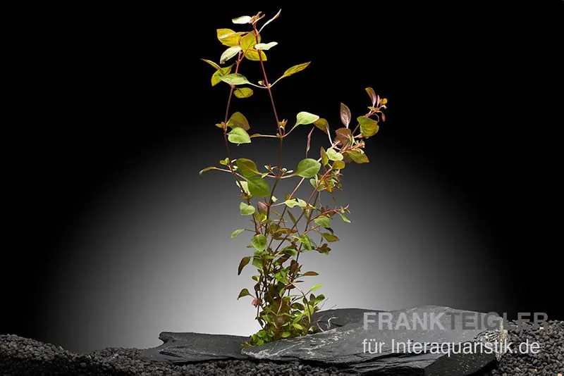 Kleine tiefrote Ludwigie, Ludwigia sp. "Super Red", im Topf Schneller Versand