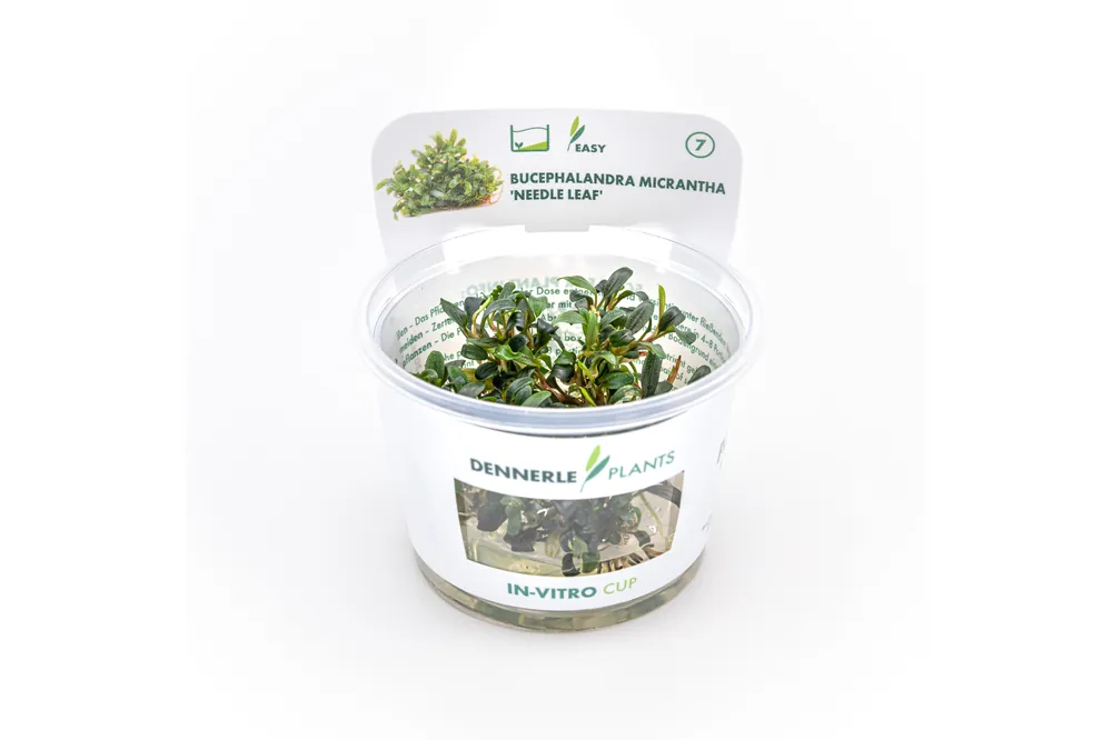 Bucephalandra "Needle Leaf", Bucephalandra micrantha "Needle Leaf" In-Vitro Preisknaller