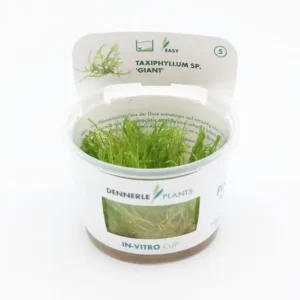 Giant moss, Taxiphyllum sp. "Giant", In Vitro Preisknaller