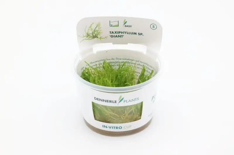 Giant moss, Taxiphyllum sp. "Giant", In Vitro Preisknaller