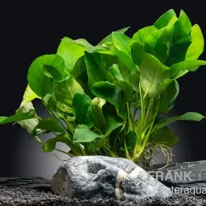 Neuheit Bigfoot-Zwergspeerblatt, Anubias barteri var. nana "Bigfoot", XL-Topf, Mutterpflanze