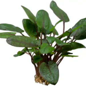 Tropicas Wasserkelch, Cryptocoryne wendtii "Tropica", im Topf Top-Angebot
