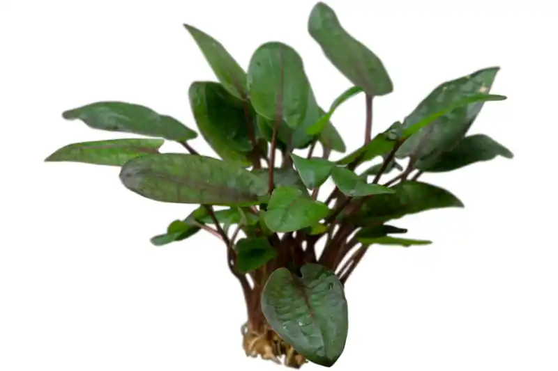 Tropicas Wasserkelch, Cryptocoryne wendtii "Tropica", im Topf Top-Angebot