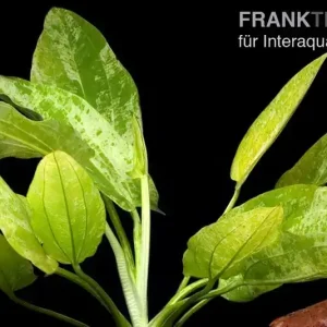 Weißgefleckter Froschlöffel, Echinodorus cordifolius "Marble Queen", im Topf Neuheit