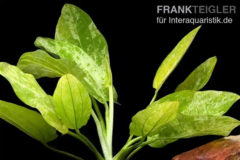Weißgefleckter Froschlöffel, Echinodorus cordifolius "Marble Queen", im Topf Neuheit