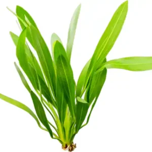 Uruguay-Schwertpflanze, Echinodorus uruguayensis, Topf Nur Für Kurze Zeit