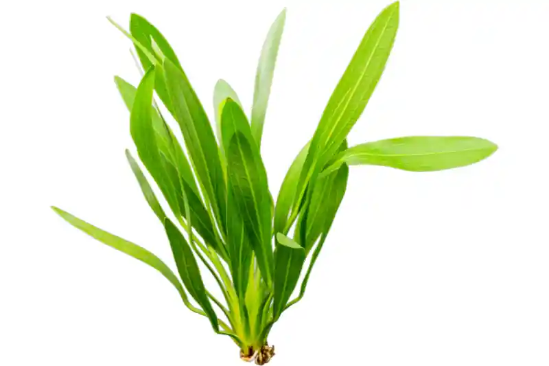 Uruguay-Schwertpflanze, Echinodorus uruguayensis, Topf Nur Für Kurze Zeit