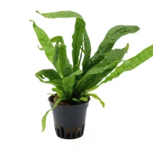 Microsorum "Green Gnome", Microsorum pteropus "Green Gnome" Markenprodukt