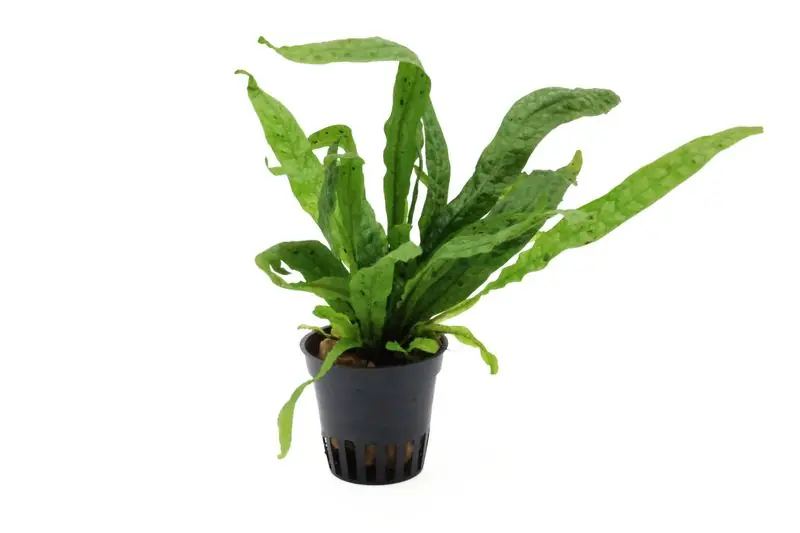 Microsorum "Green Gnome", Microsorum pteropus "Green Gnome" Markenprodukt