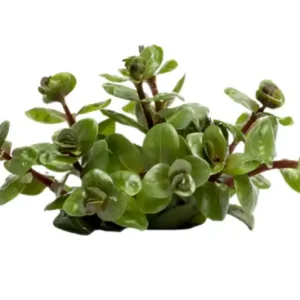 Ausverkauf Orangensaft-Rotala, Rotala rotundifolia "Orange Juice", im Topf