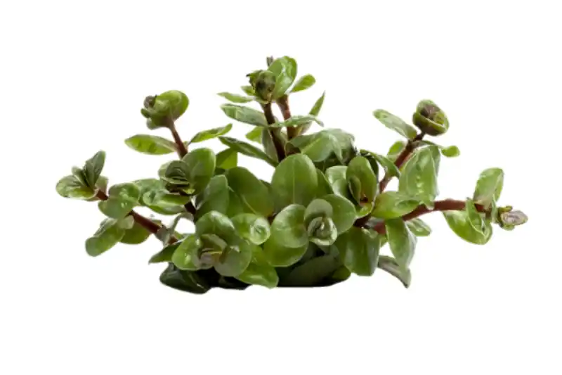 Ausverkauf Orangensaft-Rotala, Rotala rotundifolia "Orange Juice", im Topf