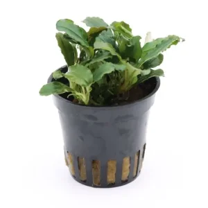 Neue Kollektion Bucephalandra sp. "Mini Red", im Topf