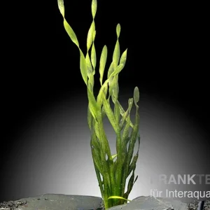 Asiatische Schraubenvallisnerie, Vallisneria spiralis "Tortifolia", Bund Schnäppchen