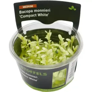 Kleines Fettblatt, Bacopa monnieri "Compact White", In Vitro Heißes Angebot