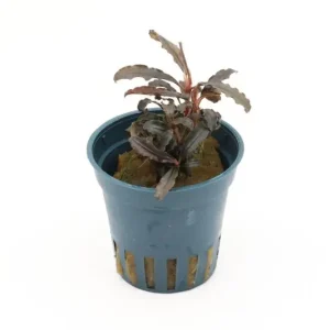 Mega-Angebot Bucephalandra sp. "Red Scorpio", im Topf