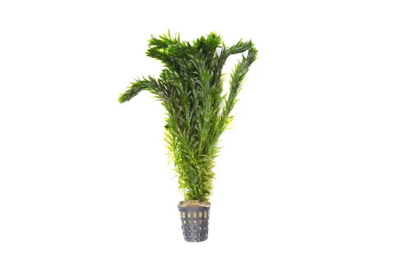 Südamerikanische Wasserpest, Egeria densa "Spezial", im Topf Saisonangebot