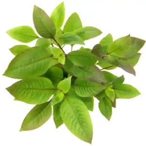 Zweigestreifter Wasserfreund, Hygrophila corymbosa, im Topf Bestseller