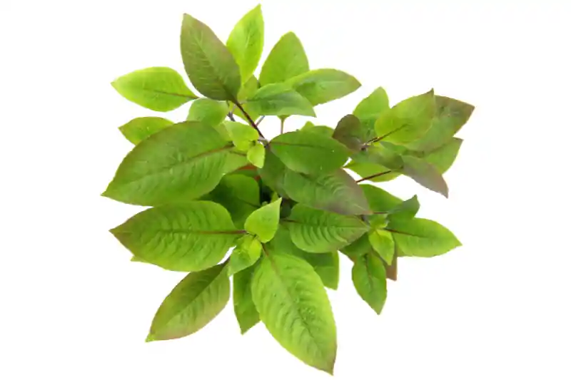 Zweigestreifter Wasserfreund, Hygrophila corymbosa, im Topf Bestseller