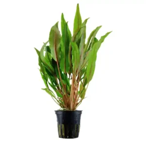 Schnäppchen Breitblättriger Wasserkelch, Cryptocoryne undulata, im Topf