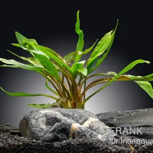 Gedrehter Wasserkelch, Cryptocoryne retrospiralis, im Topf (Ausgelistet) Abverkauf