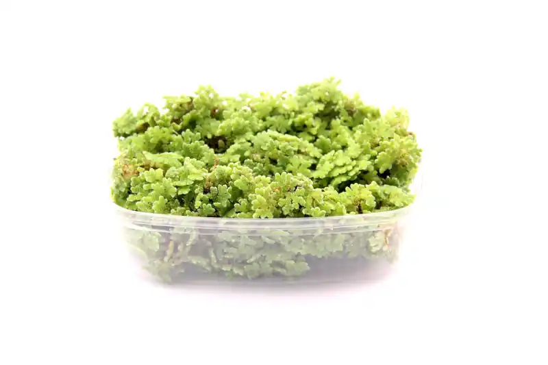 Schwimmfarn, Azolla filiculoides, im Becher Jetzt Bestellen
