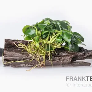 Jetzt Bestellen Bonsai-Anubias, Anubias "Bonsai" auf Nano-Stamm mit Sauger