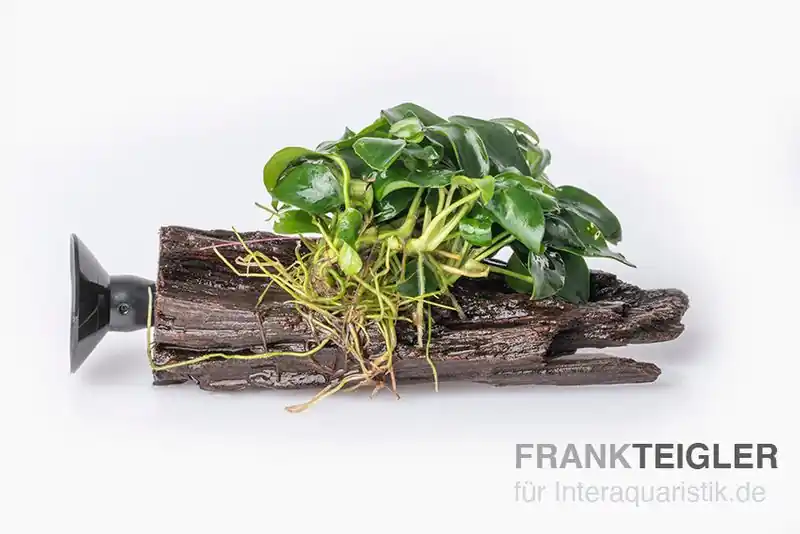 Jetzt Bestellen Bonsai-Anubias, Anubias "Bonsai" auf Nano-Stamm mit Sauger