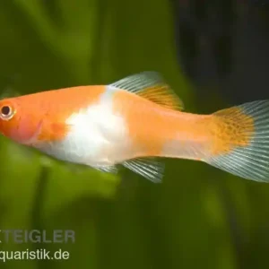Zertifiziert Koi Schwertträger rot-weiß (Kohaku), Xiphophorus helleri, Zufällig ausgewählt