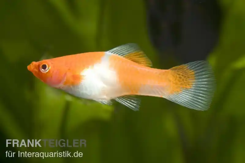 Zertifiziert Koi Schwertträger rot-weiß (Kohaku), Xiphophorus helleri, Zufällig ausgewählt