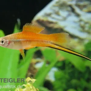 Neon Schwertträger, Xiphophorus helleri, Zufällig ausgewählt Neue Kollektion