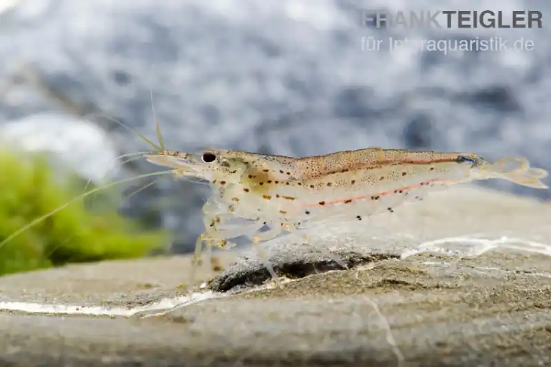 Ausverkauf Amanogarnele, Caridina multidentata