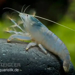 Blaue Monsterfächergarnele, Atya gabonensis, Größe M (5-7 cm) Direktkauf