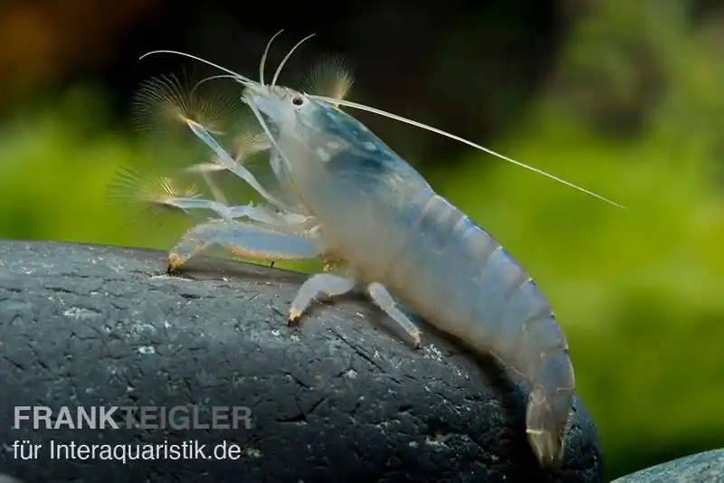 Blaue Monsterfächergarnele, Atya gabonensis, Größe M (5-7 cm) Direktkauf