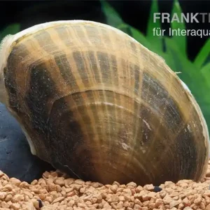 Markenware Teichmuschel, Anodonta cygnea (Kaltwasser), Größe L (10-15 cm)