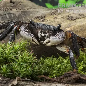 Große Mangrovenkrabbe, Goniopsis pelii, Zufällig ausgewählt Geprüft