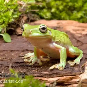 Heißes Angebot Korallenfinger-Laubfrosch, Litoria caerulea, klein