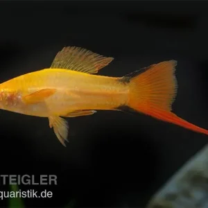 Schwertträger Komet Orange, Xiphophorus helleri, Paar (1 Männchen + 1 Weibchen) Rabatt